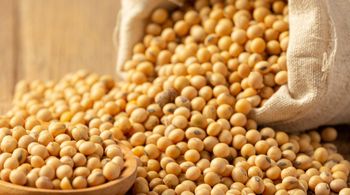 Soybean GMO Gmo Yes Grade GMO Origin Brazil Packaging 60kg bags Place of Origin Brazil - Viands - Brazil