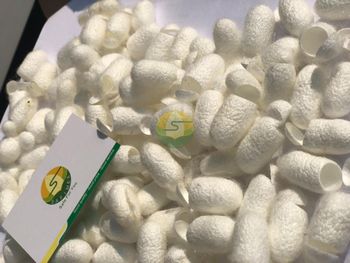 100% Raw Natural Silk Fiber Mulberry Silk Worm Cocoon for Skincare - Safimex Joint Stock Company - Vietnam