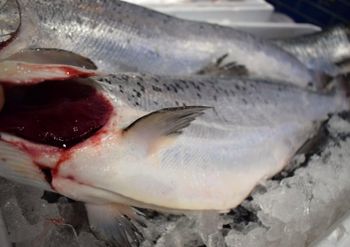 Frozen Salmon HOG - Lawana and Sons Supplies - South Africa