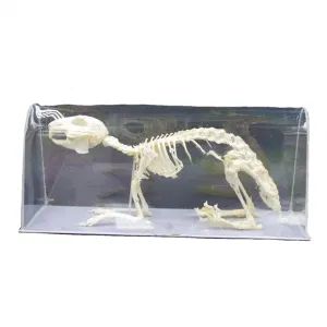 Medical Products Educational Equipment Rabbit Skeleton Teaching Model - Hai Yang International Limited - China