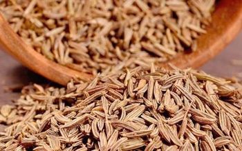 CUMIN SEEDS  Whole Cumin  Jeera Zeera  Cumin (Whole) Jeera (जीरा)  Zeera Indian Cumin Seeds  White Cumin Seeds  Natural Cumin Seeds  Machine Cleaned Cumin  Sortex Cleaned Cumin  Premium Grade Cumin Seeds  Food Grade Cumin Seeds - MSQUARE TREND - India