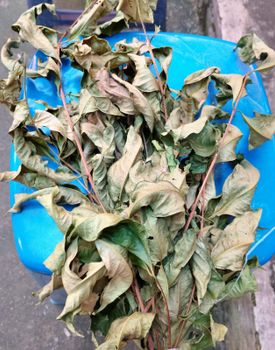 Dried Bay Leaves - PT NAMORA TANOTA INDOGLOBAL - Indonesia