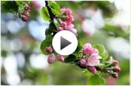 Product - BOOMKWEKERIJEN HENRI FLEUREN B.V - Global