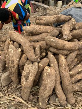 Fresh Yam Quality Good Brand Name Sddtif Logistics Ltd Export Compliance Meets Export Standards Freshness Maintained From Sourcing To Delivery - Sddtif Logistics Ltd  - Nigeria