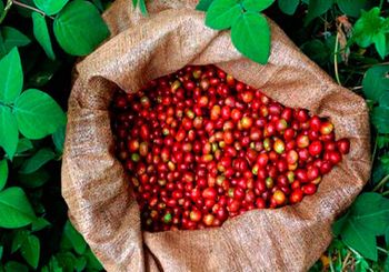 Arabica Green Coffee from Brazil - Espressione, Lda. - Portugal