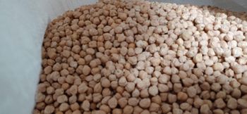 Kabuli Chickpeas, creamy color, 7mm -8.5 mm size - DIWAN TRADING PLC - Ethiopia