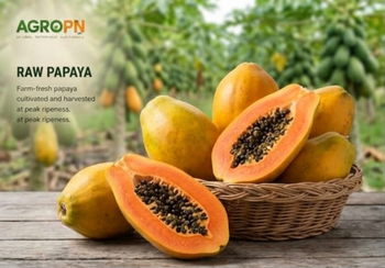 Papaya Features Organic Product Type Fruits & Vegetables Origin Central America, Latin America, National - AgroPn - Panama