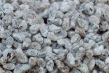 Premium Cotton Seeds for Planting -non-GMO cotton seeds Grade A Type SEED Packaging Small Bags, Bulk Package Plant Type Ornamental And Agricultural Plant - CUBICDIOC GENERAL SOLUTION - Tanzania