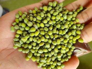 Green Mung bean Premium Quality from PT. Sampurna Agro Putra Green Mung bean Premium Quality - PT. Sampurna Agro Putra - Indonesia