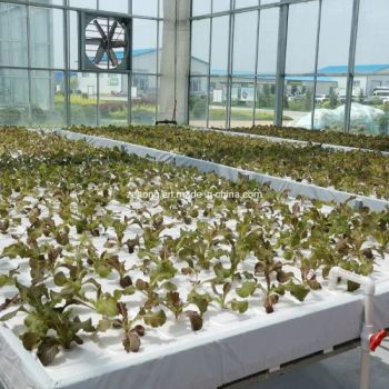 Dwc Deep Water Cultivation Foam Floating Raft Plant Growing Hydroponics System - Shouguang Zenong Greenhouse Engineering Co., Ltd. - China