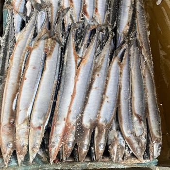 Frozen Atlantic Herring Whole Wild Caught IQF Seafood Bulk Packaging for Wholesale Export and Global Distribution - PILOTEXPORT IMPORT AND EXPORT LTD - South Africa