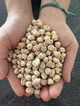 CHICKPEA Size L - 12/14 Packaging 25 KG Quality - Fresh Global MX - Mexico