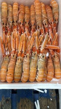 MOST RENOWNED NEPHROPS NORVEGICUS(LANGOUSTINE/SCAMPI) EXCEPTIONAL SEAFOOD WHOLE LOBSTER ON SALE - Sosa Merchant Solutions - Austria