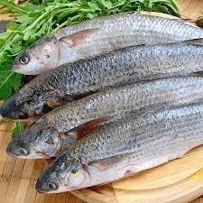 fresh seafood wholesale good quality grey mullet fish gutted Frozen grey mullet - AK.BOLO MEDIK LTD - Thailand