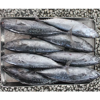 Frozen Skipjack Tuna Fish Premium Quality Whole Fish Selection For Import Export And Bulk Seafood Delivery - TOSOH INTERNATIONAL - South Africa