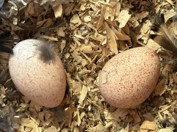 Top Grade Hatching Turkey Eggs Perfect For Backyard Farmers Professional Breeders And Educational Incubation Projects from CPW TRADE LTD Top Grade Hatching Turkey Eggs Perfect For Backyard Farmers Professional Breeders And Educational Incubation Projects - CPW TRADE LTD - United Kingdom