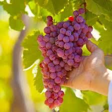 Fresh Seedless Grapes – Premium Quality Table Grapes for Export - TRADE NEPAL LLC - United States