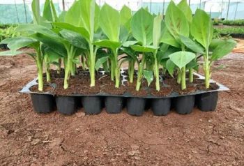 Tissue Culture Banana Suckers - Krishi Rasayan - India