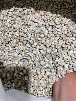 Green bean coffee robusta & Arabica Indonesia - PT Trusted Global Trade - Indonesia