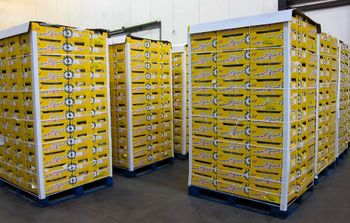 Fresh Plums Carefully Packed Fruit For Bulk Buyers Offering Outstanding Freshness Balanced Flavor And Firm Texture - TOSOH INTERNATIONAL - South Africa