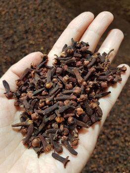 CLOVES Origin Indonesia Product Type Spices, Seasonings & Flavors - Rumah Rempah Indonesia - Indonesia