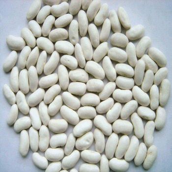 Leading Supplier High Quality Wholesale Bulk Dried White Kidney Beans from AK.BOLO MEDIK LTD Leading Supplier High Quality Wholesale Bulk Dried White Kidney Beans - AK.BOLO MEDIK LTD - Thailand