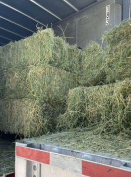 Alfafa - South east family farm - United States