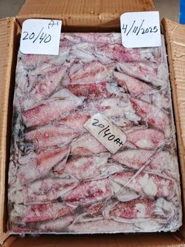Squid Whole - Kashif Seafood - Pakistan