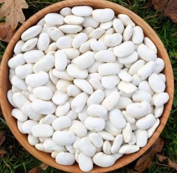 White Beans - Am star group trading plc - Ethiopia