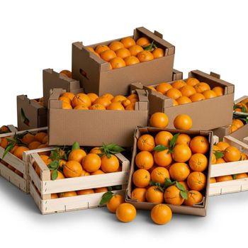 Fresh Navel Orange Export Quality Harvest With Vibrant Color And Rich Taste For Fresh Produce Supply - TOSOH INTERNATIONAL - South Africa