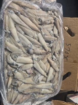Loligo squid whole - Costa del Sol Foods and Beverages INT  - Spain