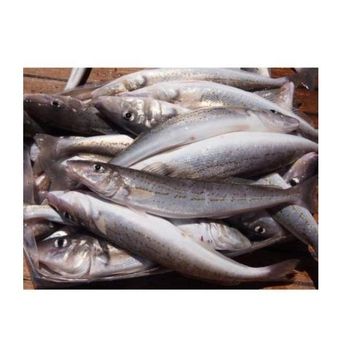 Wholesale High Quality Frozen Hake Fish HGT / Whole Fish Bulk Hake Frozen Fish -  CALIPSO POLSKA SP Z OO  - Poland