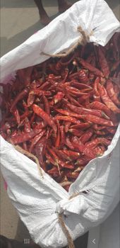 Dried Red chilli - Barathi spices international  - India