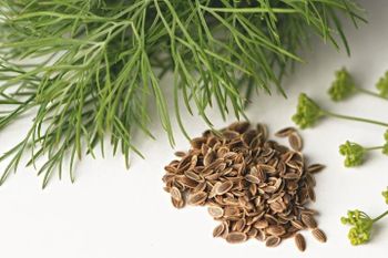 Dill Seeds - Green Alliance Company - Egypt