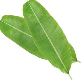 Fresh High Quality Banana Leaves from Astra Exports Fresh High Quality Banana Leaves - Astra Exports - India