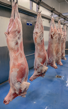 Beef - Golden Agri Trading - India