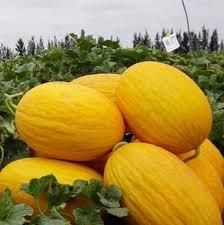 Fresh Melon Yellow Premiuem canary Grade A Organic Yes Freshness Level Fresh Place of Origin Algeria Packaging Size > 5 kg to 10 kg - sarl mega tech solar - Algeria