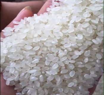 Short Grain Rice, Japonica rice vietnamese rice rice vietnam, Healthy and Delicious Cheapest price from VINAGREEN TRADING AND IMPORT EXPORT COMPANY LIMITED Short Grain Rice, Japonica rice vietnamese rice rice vietnam, Healthy and Delicious Cheapest price - VINAGREEN TRADING AND IMPORT EXPORT COMPANY LIMITED - Vietnam