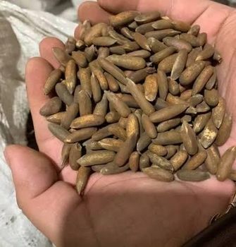 Pine nuts chilghoza from Jan jan Pine nuts chilghoza - Jan jan - United Arab Emirates