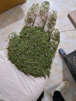 Dill Leaves Packaging 25kg Color Feathery Green Place of Origin Egypt Usage Form Fresh Or Dried Traditional Use Digestion - Khirat Baladna KB for import & export - Egypt