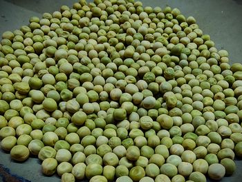 Premium Green Peas (Dried Green Peas) - Kashyap Food Products - India