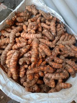 Fresh turmeric (Curcuma Longa) Indonesia origin - PT Nava Kartika Global - Indonesia