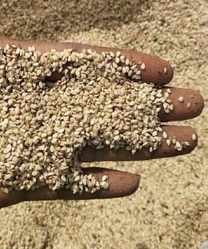 sesame oil - BRIDGECORE NEXUS LOGISTICS LTD - Nigeria