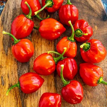 Fresh Green Habanero & Bell Peppers-Wholesale Organic Sweet Capsicum 20cm 10kg - MFD AGRICULTURE LTD - United Kingdom