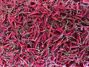 Dried Red Chilli Color Red Skin Thickness Thin Damaged Pods 2% Maximum Packaging Type Jute Bag Broken Chilies 2% - SPS Creatives - India