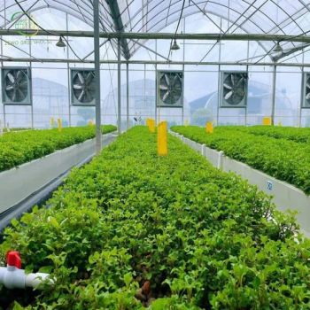 Economic Plastic Film Green House Multispan Tunnel Greenhouses - Wuxi Zewo Special Steel Co., Ltd. - China