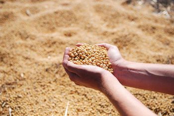 ROBUSTA COFFEE GRADE AA, AB - TREVEX INTER CO.,LTD - Thailand
