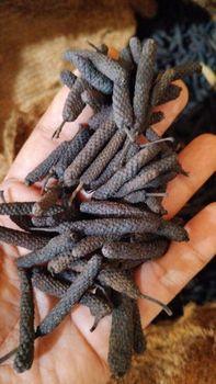 Black long pepper - Dhanesa rembulan - Indonesia