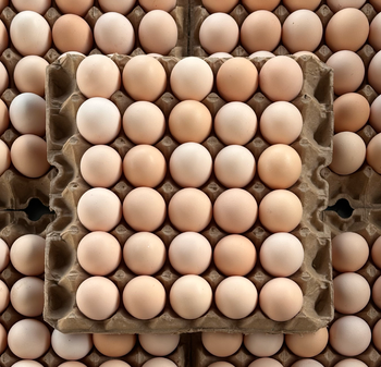 Chicken Eggs - Parkent Gold Chicken - Uzbekistan