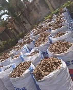 Dried Ginger, Fresh Ginger, Ginger - Sahel Global Axis Limited - Nigeria
